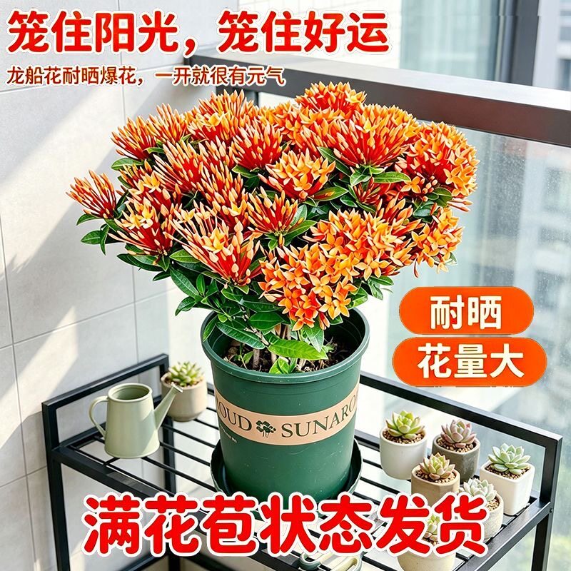 龙船花盆栽绣球花带花苞四季开花庭院花镜阳台花卉花园易养绿植物