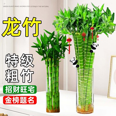 带根龙竹文昌竹观音竹转运竹文竹富贵竹植物水养书桌盆栽水培绿植