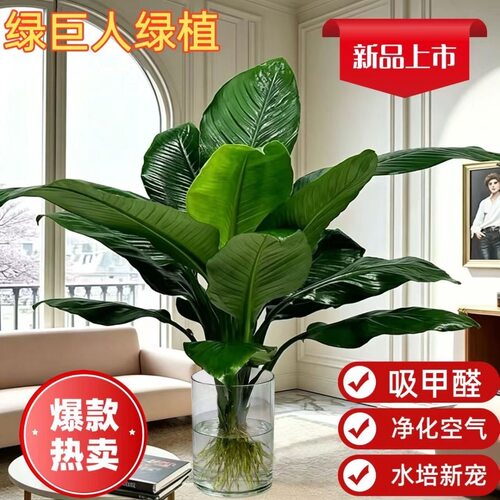 绿巨人室内盆栽网红植物万年青净化空气吸甲醛客厅幸福树绿植好养