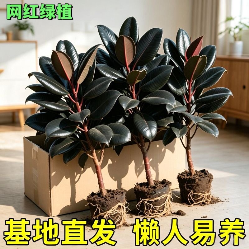 橡皮树黑金刚盆栽好养绿植客厅阳台办公室内四季常青植物净化空气