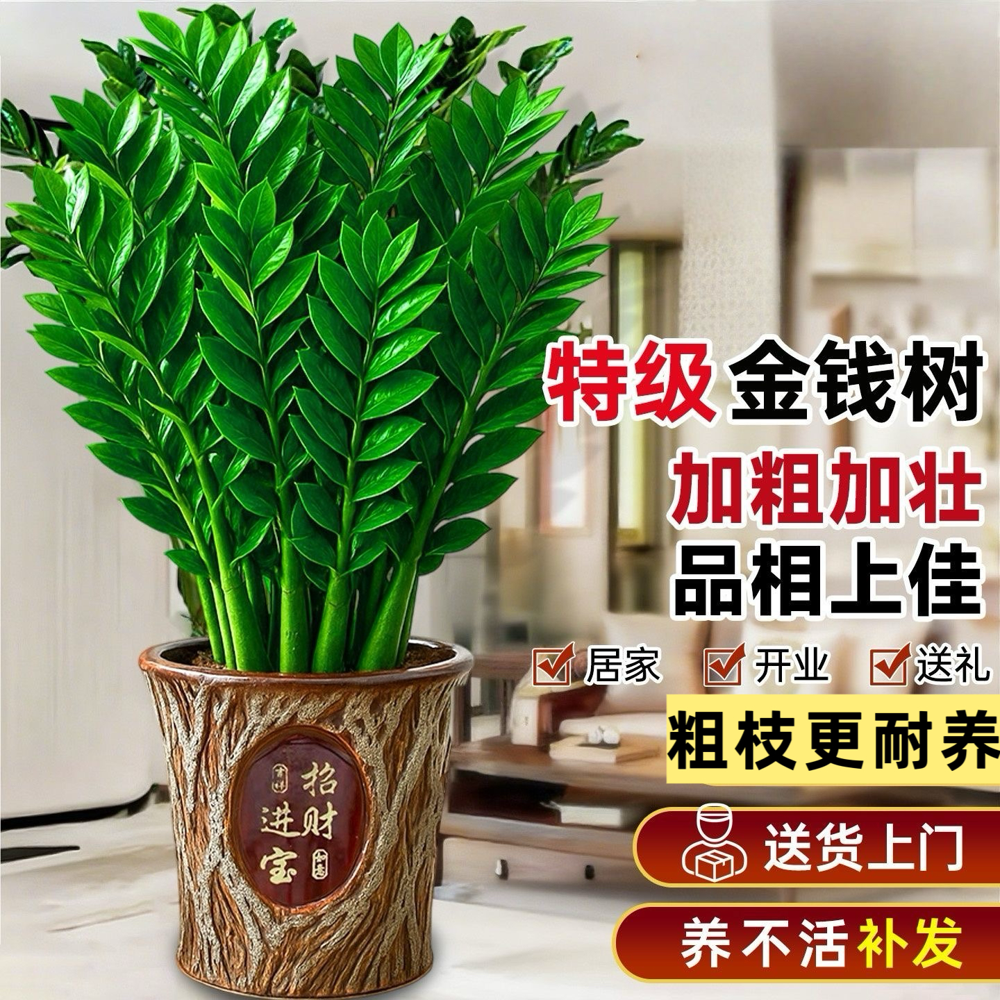 超大型绿植金钱树盆栽客厅旺宅树真花绿植送礼发财树乔迁摆件植物