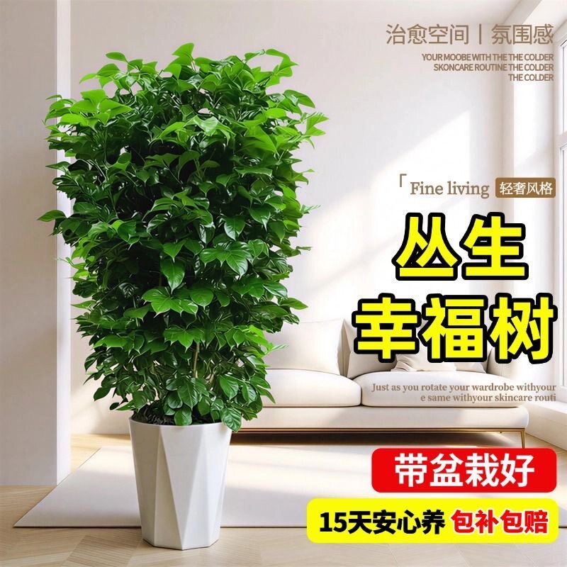 幸福树客厅盆栽大号平安树真绿植室内大型落地植物高级感摆件盆景