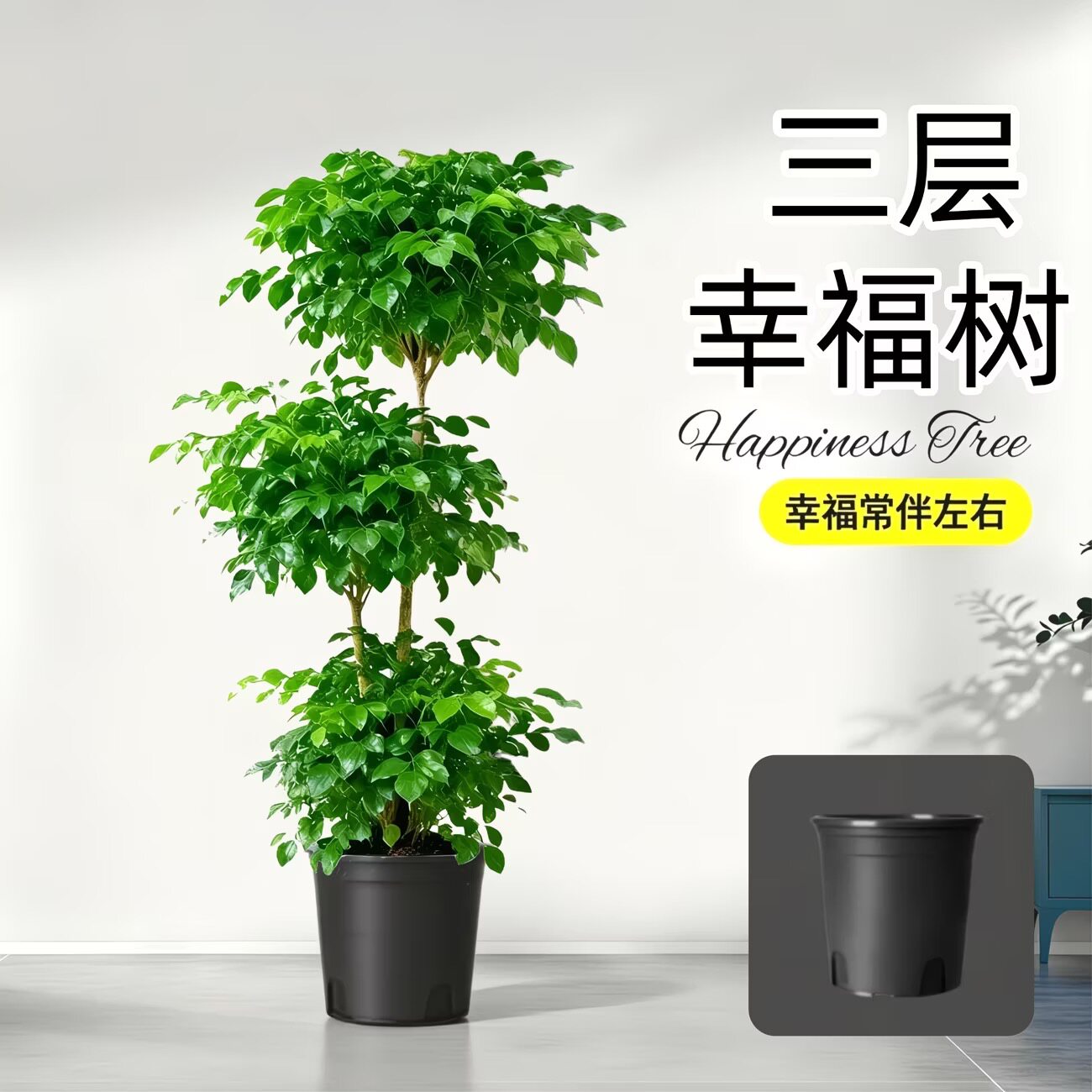 幸福树客厅盆栽大型老桩盆景办公室内四季常青植物新家好养真绿植