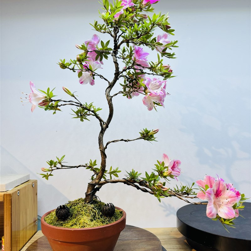 木木三/日皋原生本月杜鹃碧空博多白碧好翠月鸨羽惠绢姬鸨惠美春