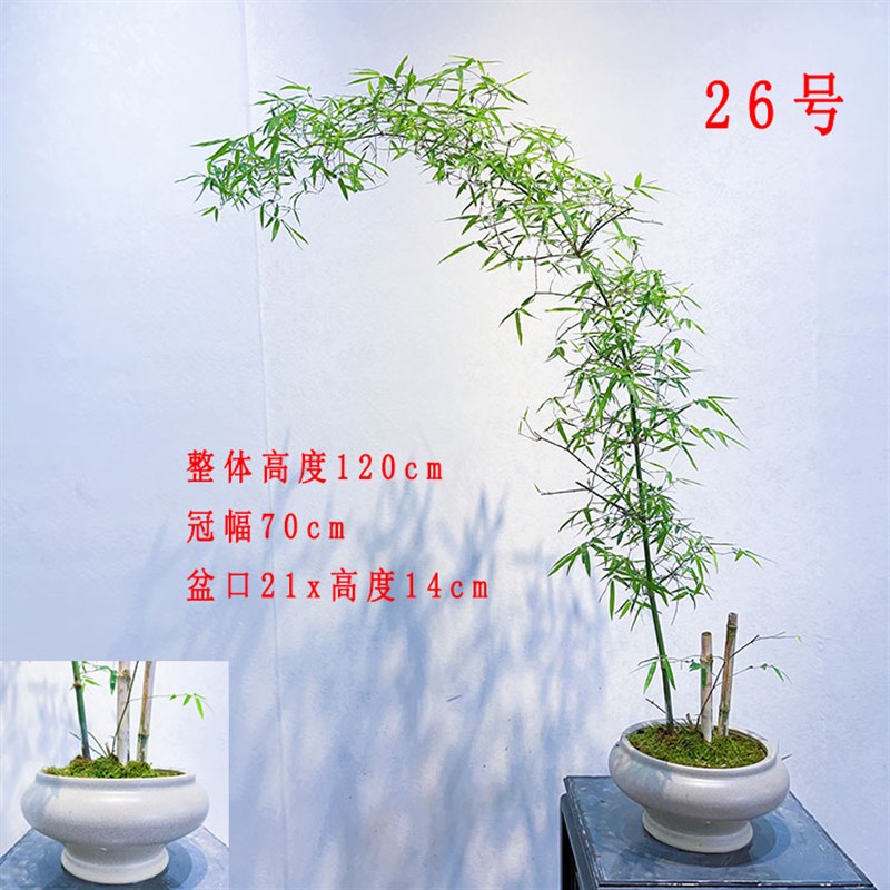 播物一拍链叶勒竹簕竹盆景室内盆景栀子花春花石斑木乐竹直一小接