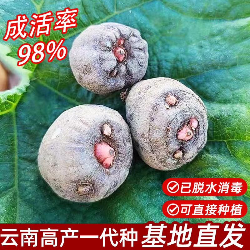 高产魔芋种 魔芋种子一代 脱水消毒精品魔芋种成活率高达98%现货