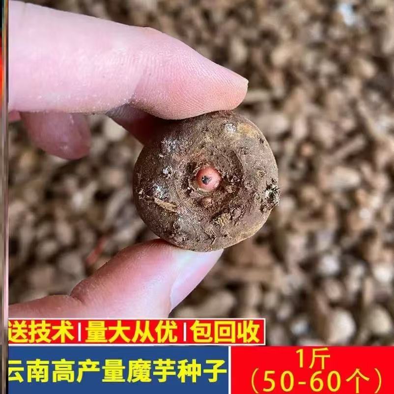 高产魔芋种 魔芋种子一代二代 脱水消毒精品魔芋种成活率高达98%