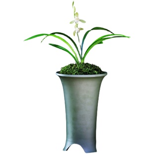 建兰兰花四季大唐宫粉浓香花草盆景物栽土绿植带卉植盆花苞名贵苗