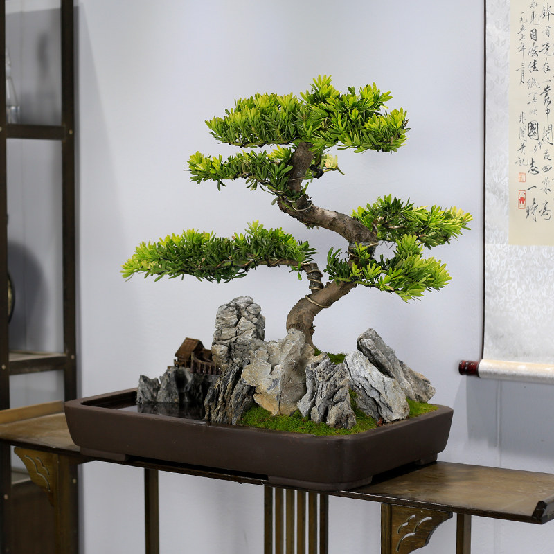 大型盆植松盆景汉物造型老桩迎客松真树室内办公室玄关罗栽绿植