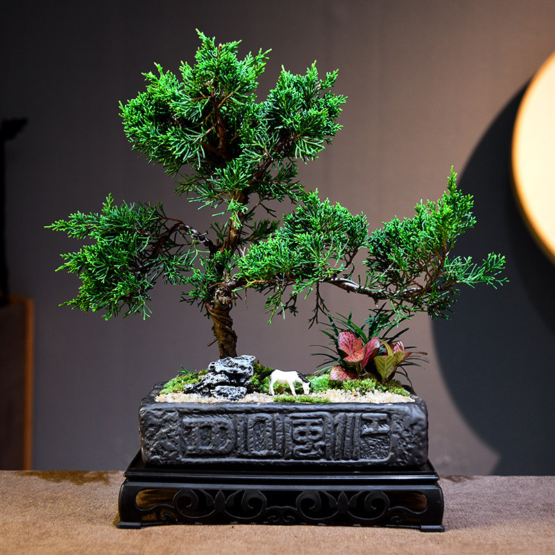 造型济州真柏复景中式植古绿植办公客厅书房桌面盆物苔藓景观礼品