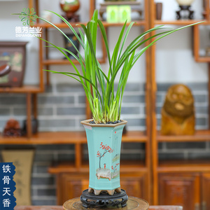 德盆兰业兰花铁骨天香带陶瓷芳种盆浓香型绿植美观好栽
