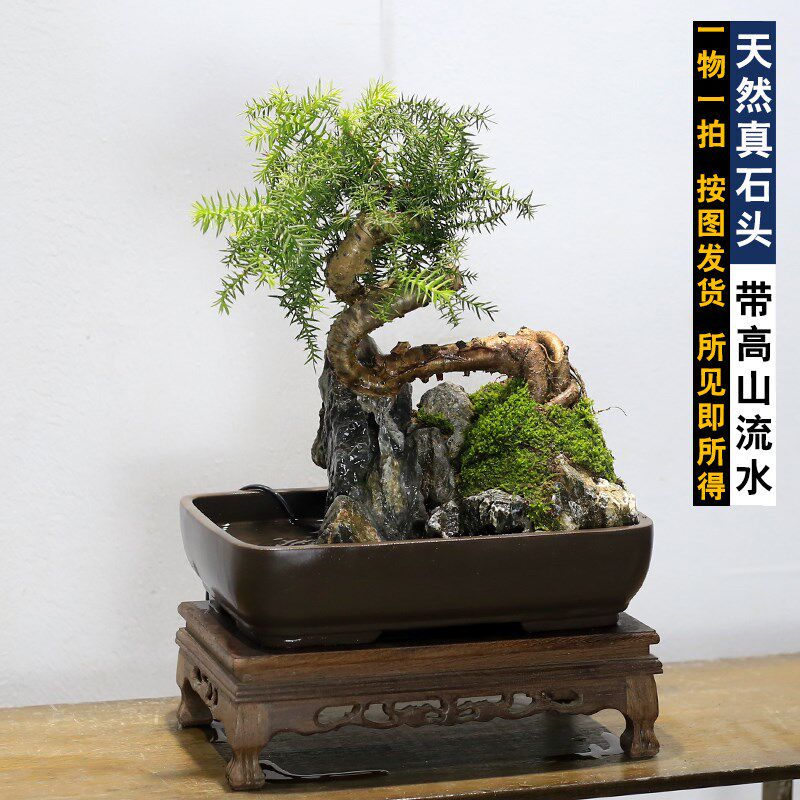 澳洲杉盆景树桩不老松老内办公室桩物植茶几桌面绿植假山流水摆件