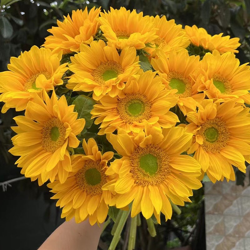 瓶i葵i油画风绿芯向日n小太阳鲜切花小清新花m花艺插花送同学鲜花