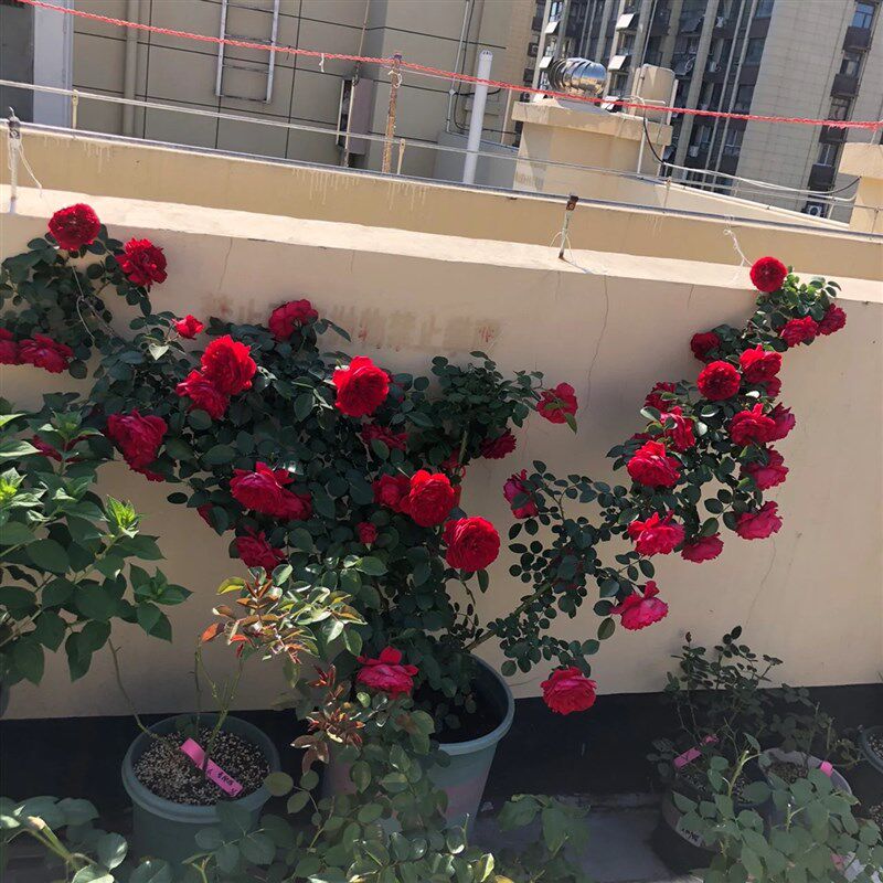 藤本月罗花佛季伦墙蒂娜四季开玫瑰阳台围萨爬藤蔷薇花苗大花红色 - 实物图