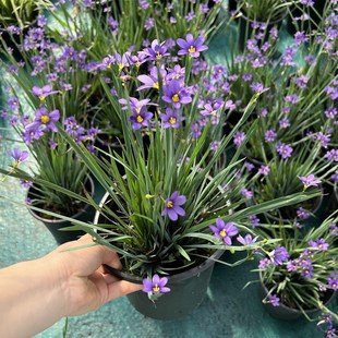 庭菖蒲岩点盆栽花园庭院阳台耐热耐寒多年生宿根花卉植物岩石花卉