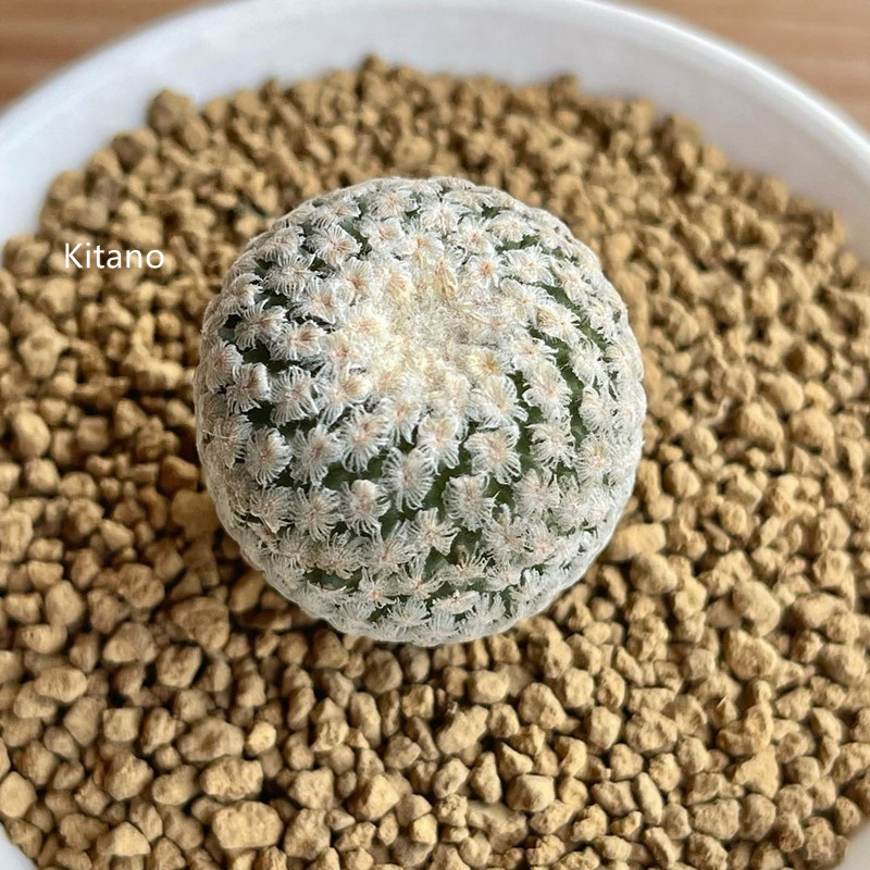 蔷薇丸仙人球 稀有贵货趴刺粉扎手开花娇丽生实属不花冷门