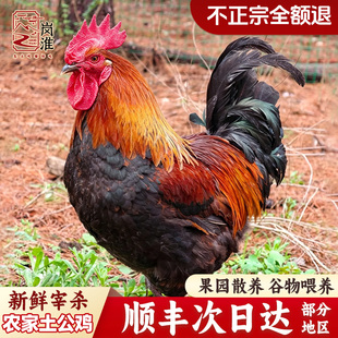 大公鸡整只土鸡农家散养走地鸡小公鸡童子鸡地锅鸡肉新鲜现杀笨草