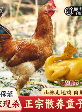 农家散养现杀未打鸣童子鸡