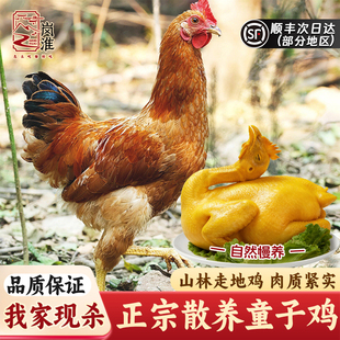 童子鸡土鸡安徽农家未打鸣仔公鸡走地鸡白切鸡新鲜现杀小公鸡整只