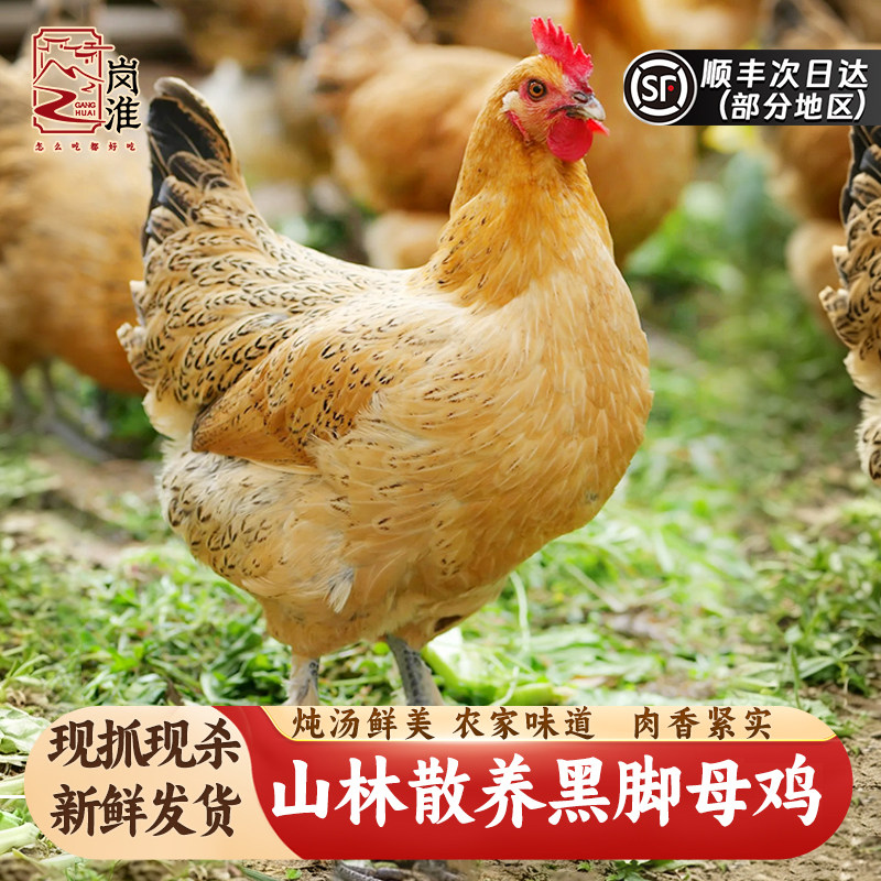 正宗大别山黑脚黄油老母鸡散养