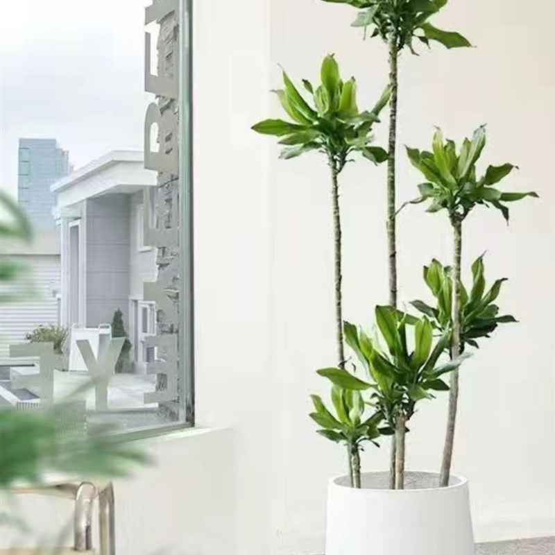 大型螺纹铁植栽花卉盆物客厅办公室室内阳常四季台青绿植净化空气