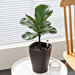 创意方圆形桌面免浇水花盆室内绿萝多肉迷你懒人吸水树脂塑料花盆