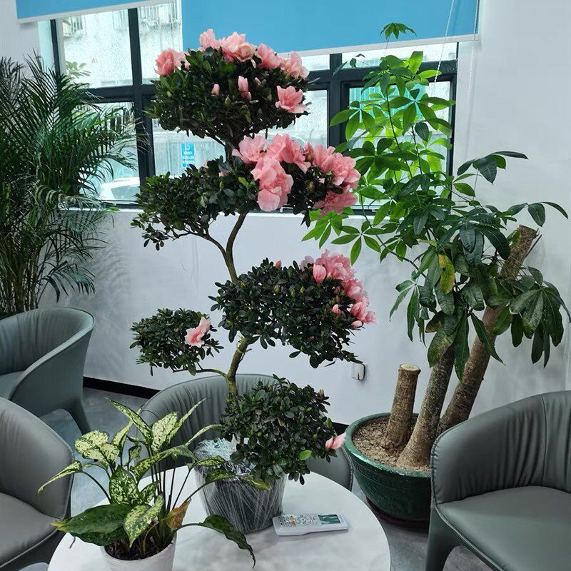 四季开鹃杨梅红耐花花游龙造型盆景绿植室内外好养易活杜寒耐热