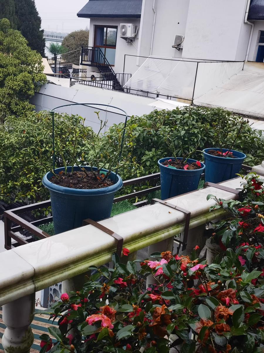 304不锈钢咖色室外阳台花盆架栏杆悬挂多肉吊兰客厅订墙壁挂花架