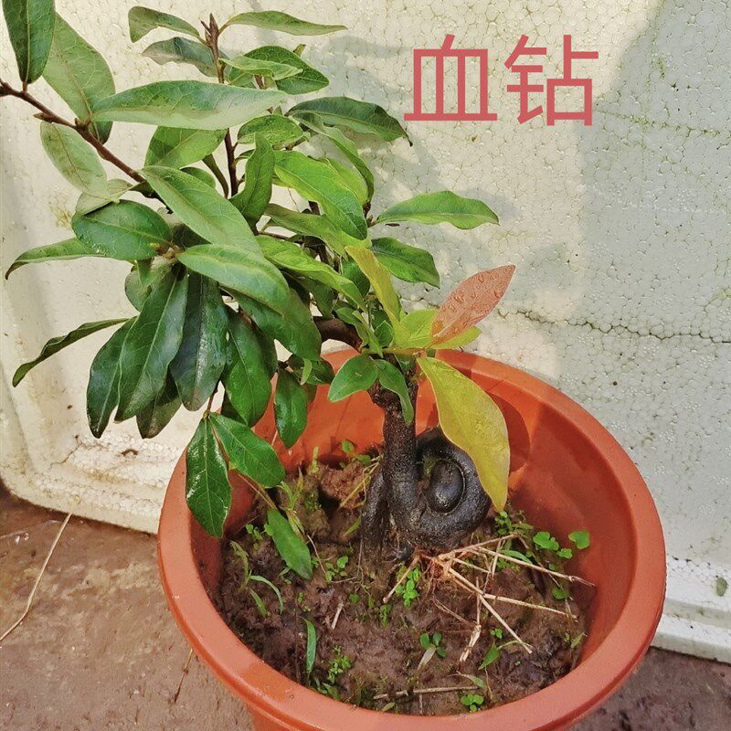 多种金撢子品种桩血钻血玛瑙长寿紫阳天尊黑珍珠等泸州原盆原土发