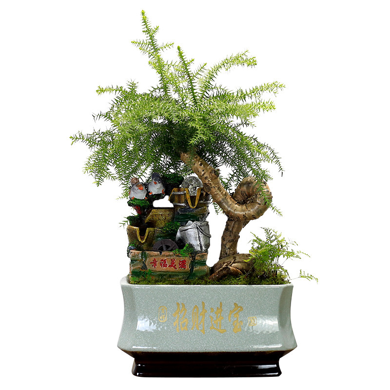 澳洲杉盆景办物室内客厅植公栽大型绿植盆室开业乔迁送礼流水摆件