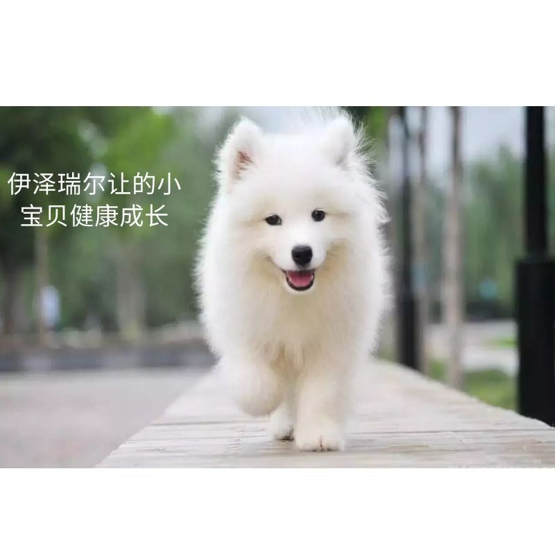 狗粮20斤马犬比熊恶霸型犬吉娃娃用基小狗通柯幼狗粮40斤