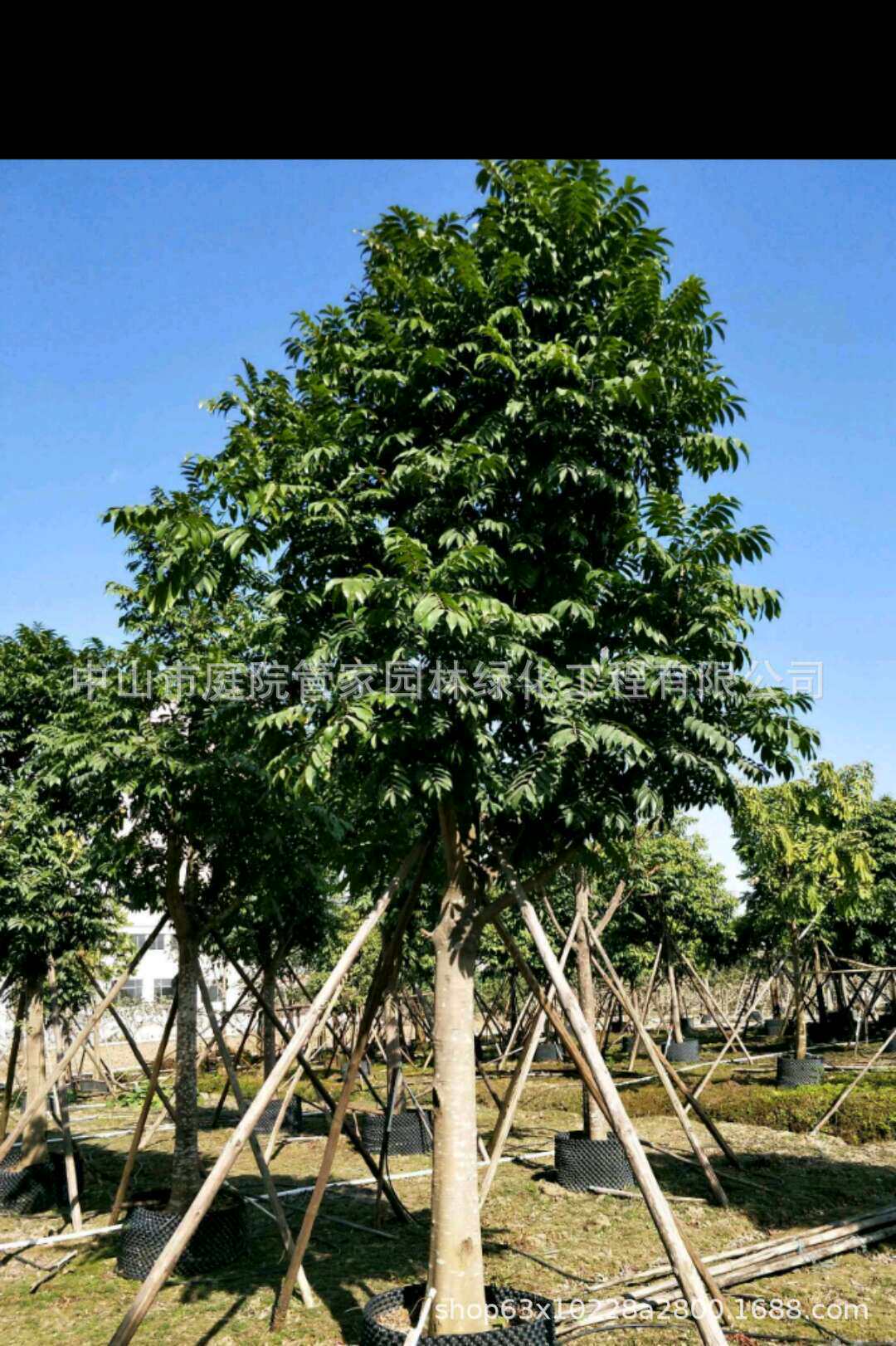 基地直销 菠萝树 树菠萝 番石榴 石榴 花石榴 果树 造型 绿化报价