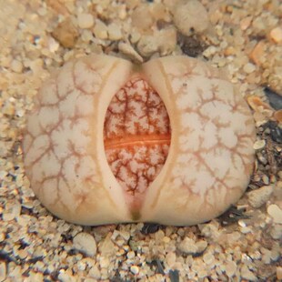 雪花拿铁 3年母本2cm左右】一物一拍 大单头生石花 考拉农场