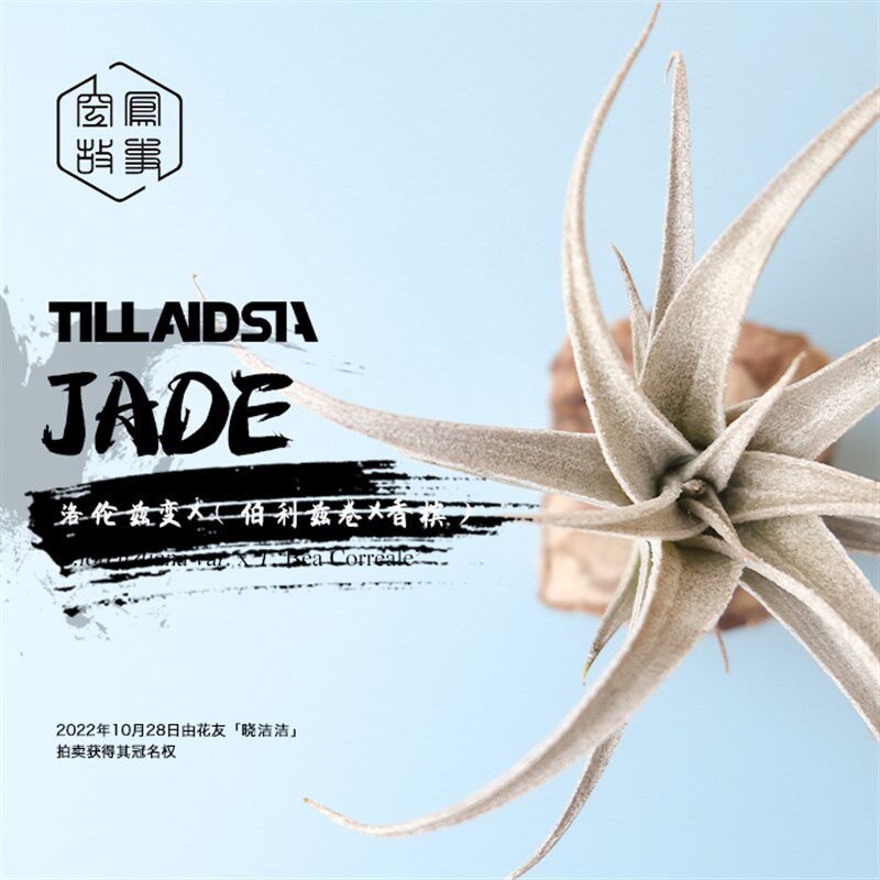 空气凤梨 JADE洛伦兹变 x BC 空凤故事自杂品种 室内绿植