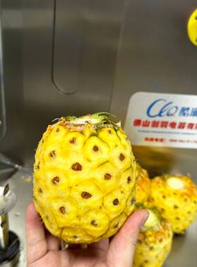 Y气动泰国小菠萝削皮机 电动荔浦芋头刨皮机 老椰子椰皇去皮机