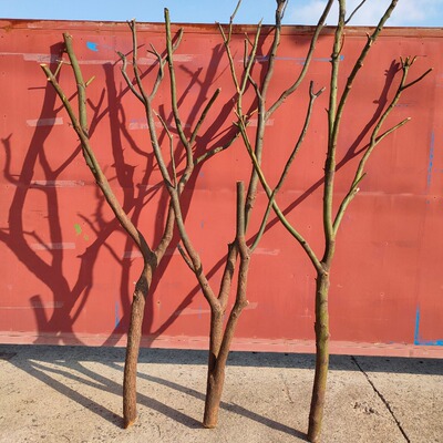 天然干树枝树杈子枯树枝干屏风仿真树架子树枝灯去皮树枝挂墙景观