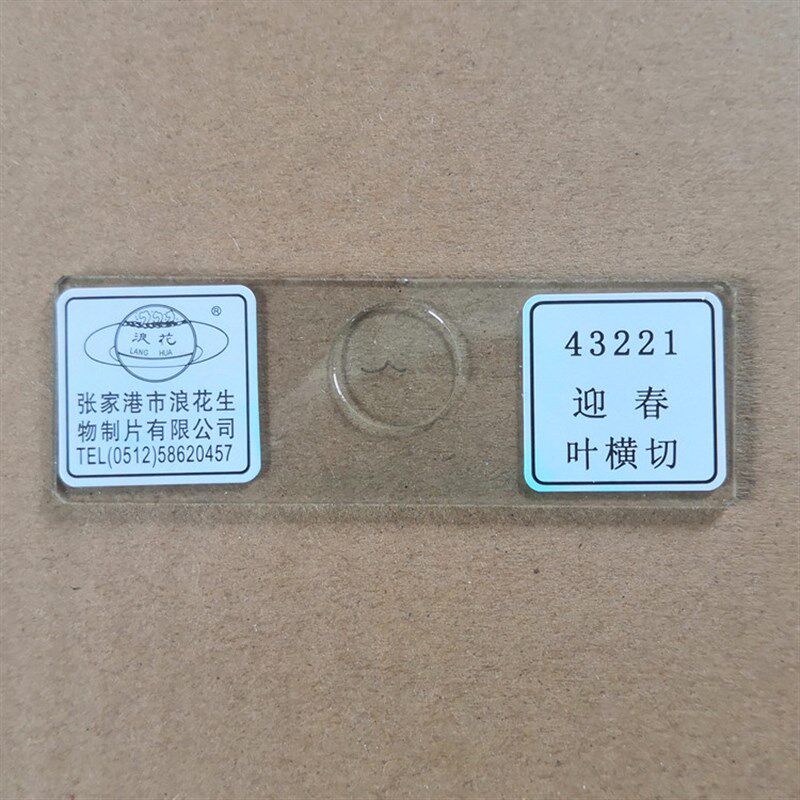迎春叶横切43221 显微镜玻片涂片 浪花牌切片 生物教学仪器