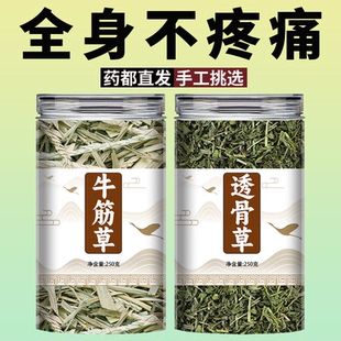 透骨草牛筋草中药材正品旗舰店泡脚的功效与作用牛顿根草新鲜干货