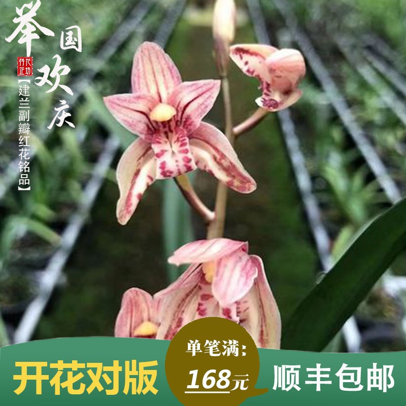 建兰物大红花夏国欢庆举秋季带花苞名贵兰花苗室内喜阴绿植八浓香