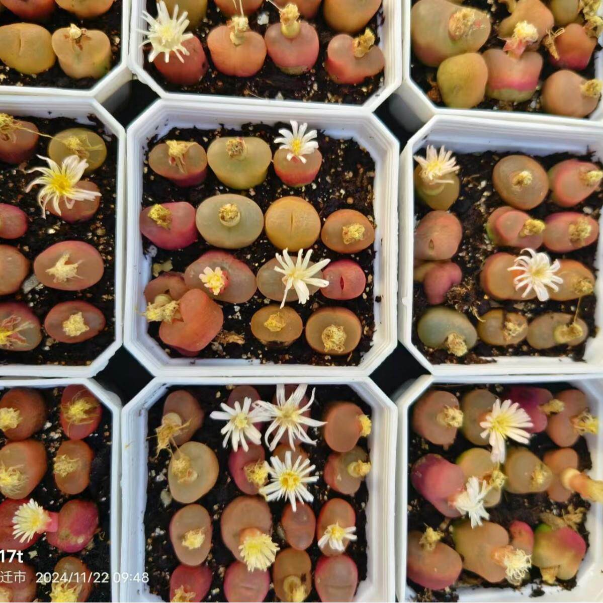 毛汉尼 1-1.5cm 7cm盆参考实拍毛汗尼 马哈尼多肉植物 肉锥 生