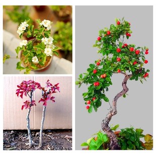 带果发货 山里红盆景树桩 室内阳台办公桌微型盆栽山楂造型老桩
