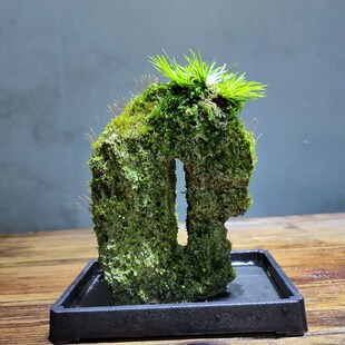 吸水石假山附石菖蒲苔藓微景观办公室桌面水培绿植水陆缸一物一拍