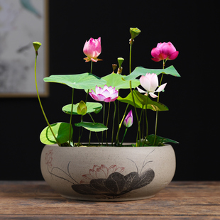 水养铜钱草花盆碗莲粗陶盆创意无孔家用一叶莲睡莲水培容器大口径