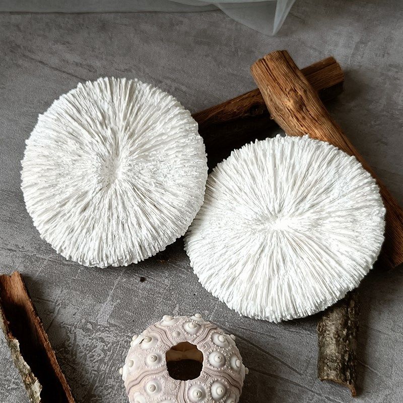 鱼缸造景石膏海蘑菇珊瑚自然白色不掉色装饰摆件微景观道具海洋风,宠物/宠物食品及用品,造景/装饰,淘宝优惠券,粉丝福利购,淘宝优惠卷