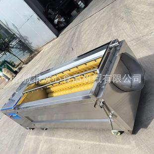 SUS304 毛辊清洗去皮机 洋葱清洗去皮机 圆葱清洗去皮机