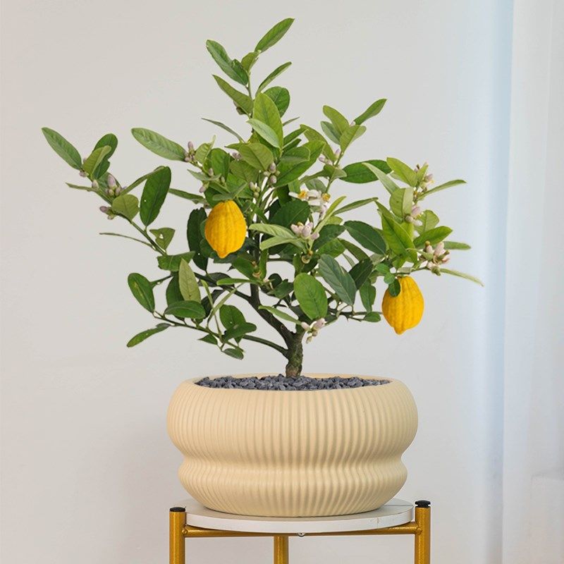 中式香水柠檬树花盆陶瓷大口径家用酒店桌面驱蚊盆栽盆桌面摆件