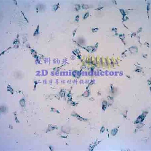 PLL(多聚赖氨酸)修饰Fe2O3-生物制剂