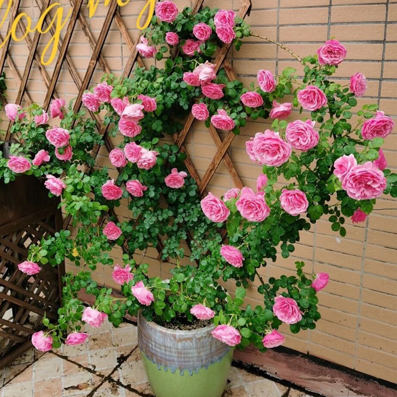 粉色达芬奇藤本月季爬藤大苗粉色蔷薇庭院阳台四季玫瑰开浓香粉达,鲜花速递/花卉仿真/绿植园艺,时令草本花卉,淘宝优惠券,粉丝福利购,淘宝优惠卷