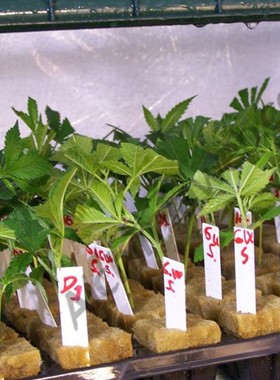 水培育苗岩棉无土栽培种菜设备方形凹坑蔬菜定植棉种植棉育苗基质