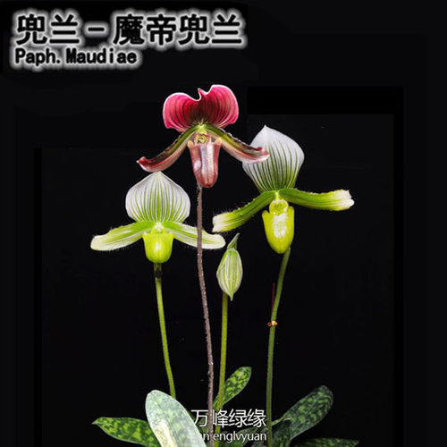 绿缘兰花-红魔帝绿魔帝兜兰 (Paph.Maudiae)花期长洋兰室内观花